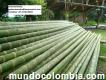 Venta De Guadua Bambú al natural e inmunizada