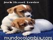 Hermosos jack russel