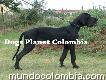 Gran Danés Cachorros En Venta Criadero Dogo Alemán Colombia