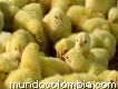 Venta de pollito de 1 día de nacido