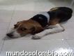 Busco novia para mi perro beagle
