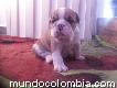Bull Dog Cachorros