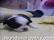 Shih Tzu Súper Miniatura Cachorritos