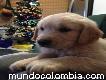 Labrador Golden