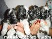 Vendo hermosos cachorros Shitzu