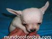 Diminutos cachorritos chihuahua garantizados 100% puros puros