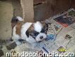 Diminutos shih tzu tricolor garantizados