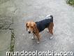 Busco novio de raza beagle