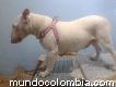 Se vende o permuta bull terrier