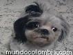 Perro Shitzu de raza busca novia