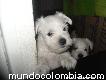 Cachorrito schnauzer blanco miniatura