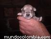 Cachorritas schnauzer plata miniatura