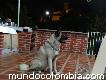 Perro akita para enrazar en armenia