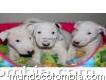 Vendo Hermosos Cachorros Bullterrier