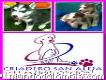 Venta De Hermosos Cachorros Lobo Siberiano