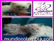 Venta De Hermosos Gatos Persa