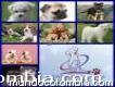 Venta De Hermosos Cachorros Todas Las Razas