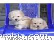 Venta De Hermosos Cachorros Poodle