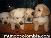 Venta De Hermosos Cachorros Labrador