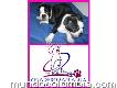 Venta De Hermosos Cachorros Boston Terrier