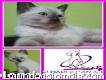 Venta De Hermosos Gatos Siamés