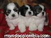 Vendo Hermosos Cachorros Shitzu