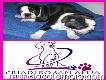 Vendo Lindisimos Cachorros Boston Terrier