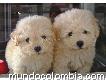 Venta De Hermosos Cachorros Poodle