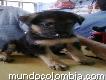 Venta De Hermosos Cachorros Pastor Alemán