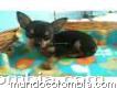 Venta De Hermosos Cachorros Pinsher