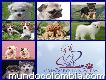 Criadero san aleja vende lindisimos cachorros todas las razas