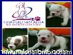 Criadero San Aleja Vende Lindos Cachorritos Bulldog Francés