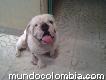 Busco novia Bulldog Inglés