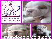 Vendo Lindisimos Cachorros Bulldog Inglés