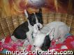 Vendo Lindisimos Cachorros Bulldog Francés