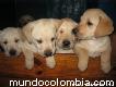 Vendo Hermosos Cachorros Labrador