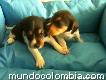 Vendo Hermosos Cachorros Beagle