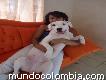 Vendo pitbull américan stanford