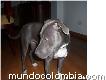 Perrita Pitbull Standord Gris Extraviada