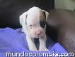 Vendo Perritas Bóxer Albinas