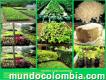 Vendo árboles frutales y árboles nativos e injertos en yumbo valle Cel.3108264979