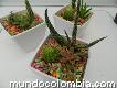 Cactus y Suculentas