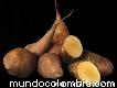 Producción y comercialización de Yacon