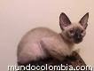 Gato siamés seal point. padre importado. excelente línea.
