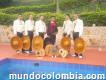 Mariachis En Cali - Serenatas