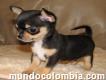 Hermoso chihuahua súper miniatura macho