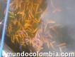 Venta De Alevinos De Trucha Arco Iris - Antioquia - Medellín