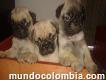 Lindos perros pug anímate