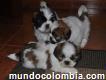 Vendo cachorros shihtzu criados en casa