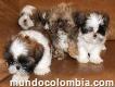 Hermoso cachorro shitzu dorado con negro